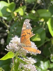 Vanessa virginiensis