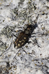 Cicindela haemorrhagica