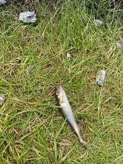 Merlangius merlangus