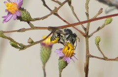 Megachilinae