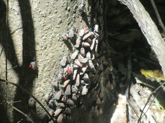 Lycorma delicatula