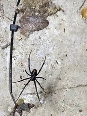 Latrodectus