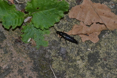 Staphylinini