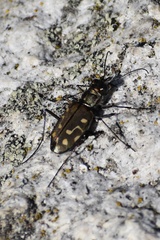 Cicindela haemorrhagica