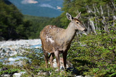 Hippocamelus bisulcus