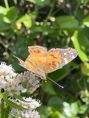 Vanessa virginiensis