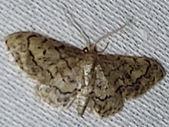 Idaea celtima