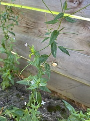 Epilobium ciliatum
