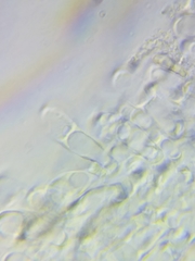 Boletus miniato-olivaceus