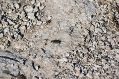 Cicindela haemorrhagica