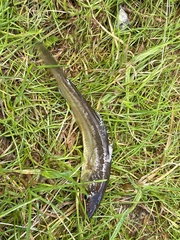 Merlangius merlangus