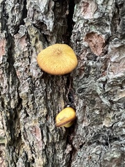 Tricholomopsis decora