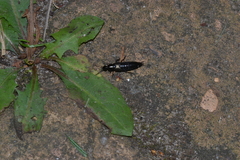 Staphylinini