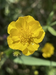 Ranunculus acris