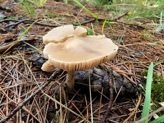 Entoloma strictius