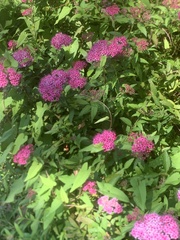 Spiraea japonica