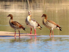 Alopochen aegyptiaca