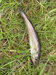 Merlangius merlangus