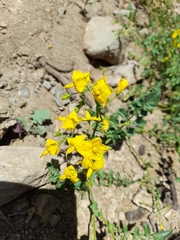Solanum corneliomulleri