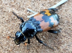 Nicrophorus marginatus