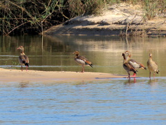 Alopochen aegyptiaca