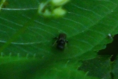 Apoidea