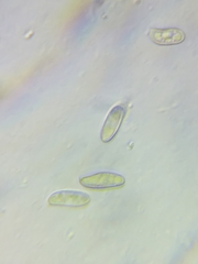 Boletus miniato-olivaceus