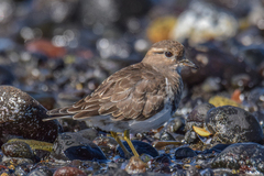Charadrius modestus