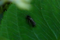 Apoidea