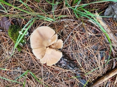 Entoloma strictius