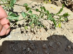 Solanum corneliomulleri