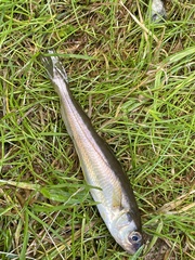 Merlangius merlangus