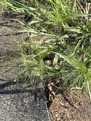 Panicum