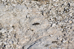 Cicindela haemorrhagica