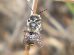 Megachilinae