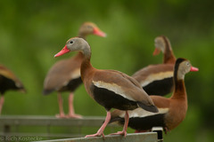 Dendrocygna autumnalis
