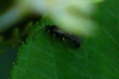 Apoidea