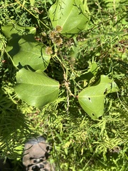 Smilax rotundifolia