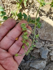 Solanum corneliomulleri
