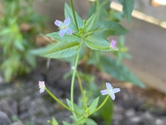Epilobium ciliatum