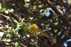 Coereba flaveola