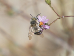 Anthophora