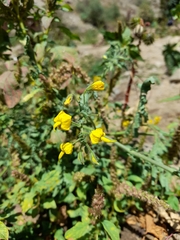 Solanum corneliomulleri
