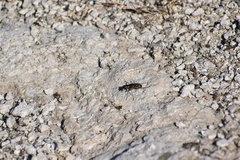 Cicindela haemorrhagica
