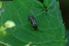 Apoidea