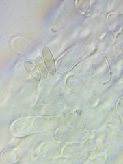 Boletus miniato-olivaceus