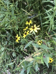 Rudbeckia triloba