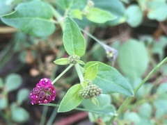 Boerhavia coccinea