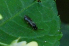 Apoidea