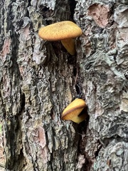 Tricholomopsis decora